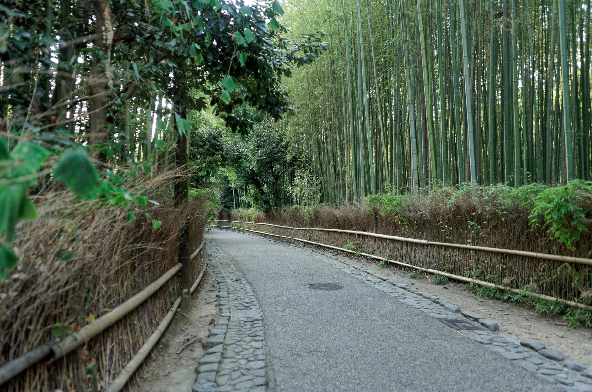 Bamboo grove in Arashiyama, Kyoto. Photo: Jakub Hałun / CC BY 4.0